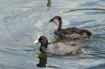 Coot ( fulica atra) with duckling over the water background