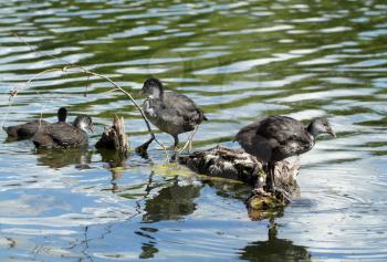 Coot ( fulica atra) ducklings over the water background
