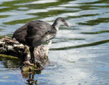 Coot ( fulica atra) duckling over the water background
