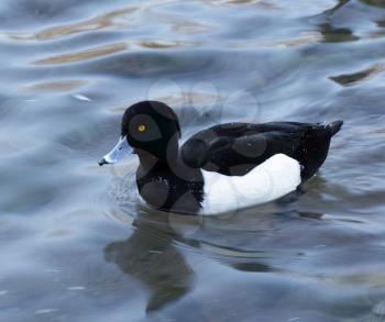 Tufted duck (Aythya fuligula) over the water background
