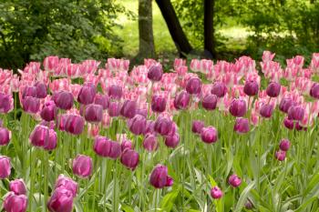 Colorful lilac and rosy tulips flowerbed in the spring park