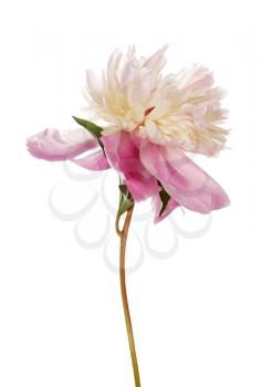 Pink peony flower  isolated on white background