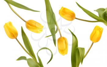 Yellow tulips  isolated on white background