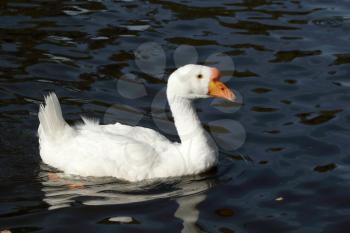 White goose floating on the pond