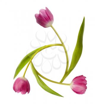 Three pink tulips isolated on white background