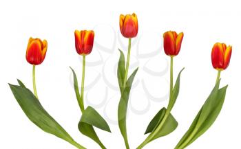 Five beautiful red and yellow tulips isolated on a white background