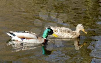 Couple of wild ducks swiming in the lake