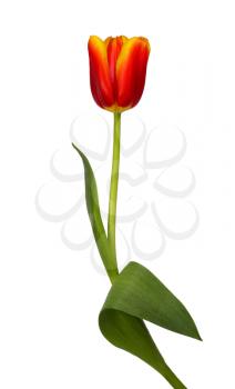 Beautiful red and yellow tulip isolated on a white background