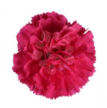 Beautiful red carnation flower isolated on white background