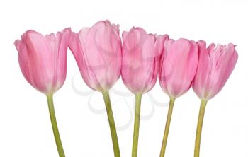 Five beautiful pink tulips isolated on a white background