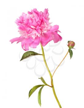Pink peony flower with bud isolated on white background