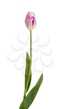 Beautiful lilac tulip isolated on a white background