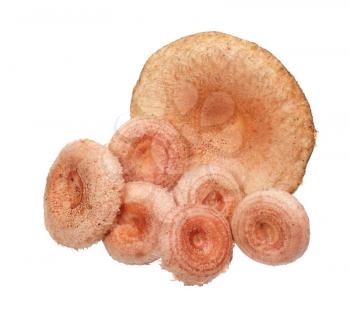 Edible milk mushrooms (Rufous Milkcap or the Red Hot Milk Cap or Lactarius rufus) isolated on a white background