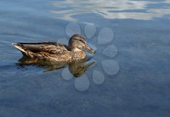 Wild female mallard duck swimming in the lake 