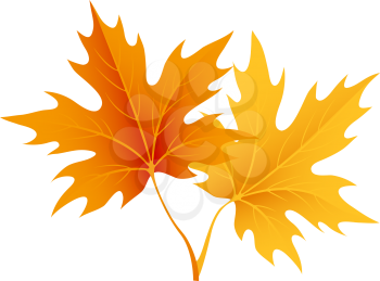 Autumn maple leaves isolated on white. Vector illustration EPS 10
