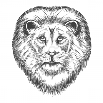 Hand Drawn Lion Head Icon. Lion head vector illustration on whie background