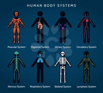 Human Body Anatomy. Skeletal and muscular, nervous and circulatory, lymphatic and digestive systems. Vector ilustration