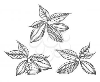 Cacao beans engraved vector or hand drawn pods line icons