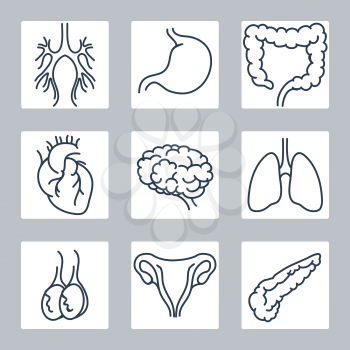 Human internal organs line icons set. Vector illustration