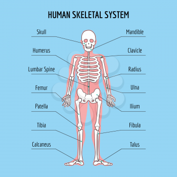 Human skeletal system. Vector human bone anatomy illustration