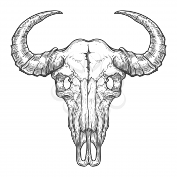 Buffalo skull vector sketch. Vintage hand drawn animals head skull