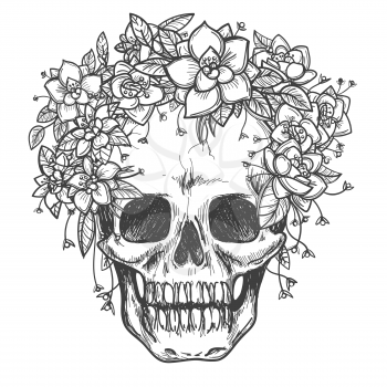 Vector drawing dead skull with rose flowers sketch isolated on white background