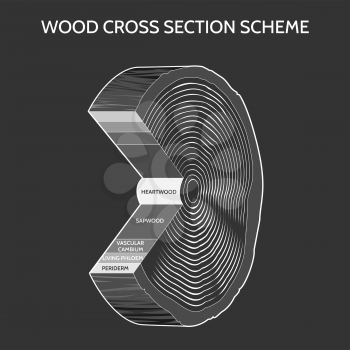 Wood cross section scheme on grey background. Vector illustration