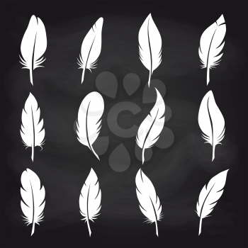 White feather on chalkboard background vector icons. Vintage feather set