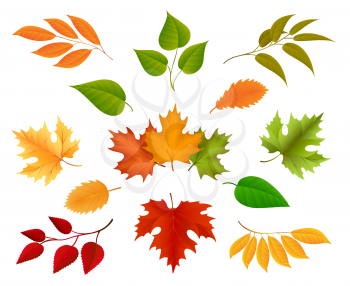 Autumn leaves or golden foliage vector isolated on white background
