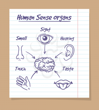 Five senses sketch. Human eye, nose and ear, smell and taste and touch drawn in a pupil notebook page. Vector illustration