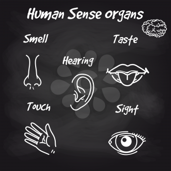 Human sense organs icons on chalkboard background. Vector illustration