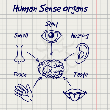 Synopsis of human sense organs on notebook page background. Vector illustration