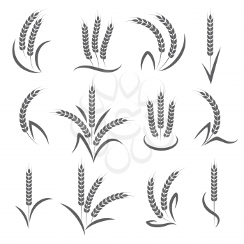 Wheat or barley ears branch isolated on white background. Seeds and grains harvest symbols for logo design. Vector illustration