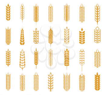 Wheat, rye and barley ear set isolated on white background. Grain ears vector illustration for beer, baking and farming label designs