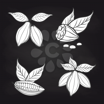 Black and white cocoa beans with leaves on blackboard background. Vector cocoa stickers design