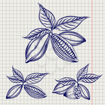 Sketch of cocoa beans set on notebook page background. Vector illustration
