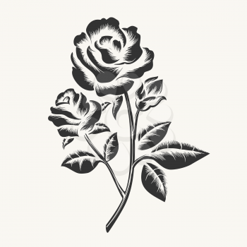 Rose etching. Vector black hand drawn roses engraving isolated on white background