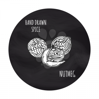 Hand drawn spice nutmeg on blackboard background, vector illustration