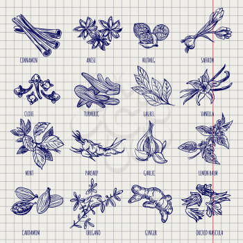 Hand drawn spices and herbs sketch collection on notebook page background. Vector illustration
