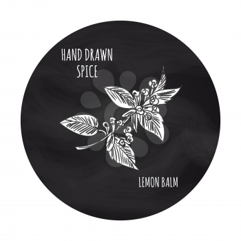 Hand drawn spice vector illustration. Black and white lemon balm branch icon on blakboard backdrop
