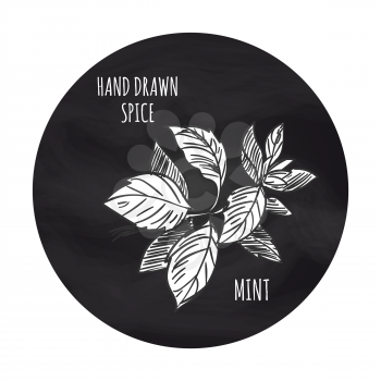 Hand drawn spice vector illustration. Black and white mint icon on blackboard backdrop