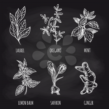 Hand drawn herbs and spice on blackboard background. Vector illustration