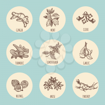 Vintage style icons with popular hand drawn spices. Vector illustration