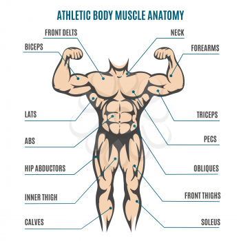 Athletic body man figure muscular anatomy. Vector illustration of human body muscles system