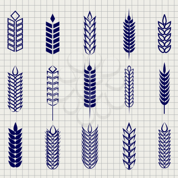 Grain ears collection on notebook page. Vector wheat rye and barley ear set foe bakery beer farm etc