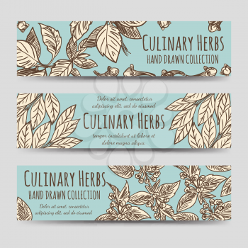 Vintage culinary herbs horizontal banners collection. Vector illustration