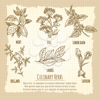 Vintage culinary herbs information poster design. Vector illustration
