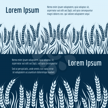 Harvest horizontal banners design. Vector wheat, rye or barley banners