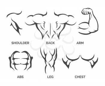 Bodybuilder muscles vector illustration. Healthy and muscular fitness body parts icons