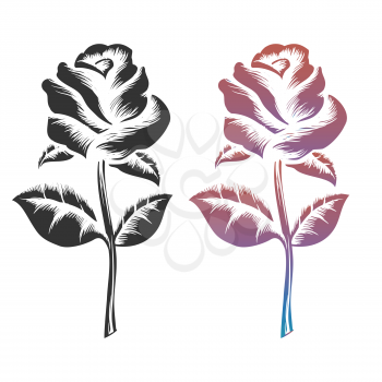 Black and colorful hand drawn roses isolated on white background. Vector illustration